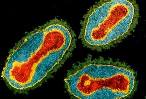 Вирус оспы наносит ответный удар