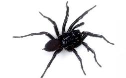 «Паук укажет беду»