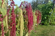 АМАРАНТ – ЦЕЛЕБНЫЙ ПРОДУКТ ДОЛГОЛЕТИЯ