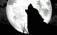 Почему собаки и волки воют на Луну?