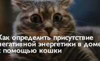 Как кошка показывает о присутствии негатива в доме